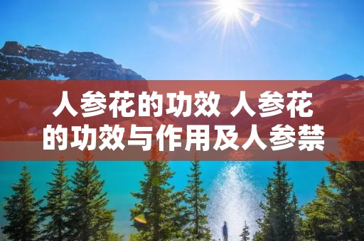 人参花的功效 人参花的功效与作用及人参禁忌