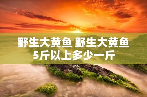 野生大黄鱼 野生大黄鱼5斤以上多少一斤