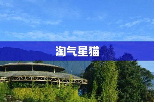 淘气星猫：一只调皮捣蛋的小可爱