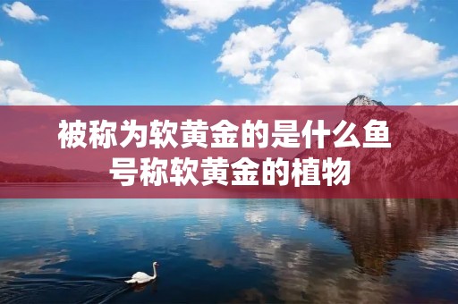 被称为软黄金的是什么鱼 号称软黄金的植物