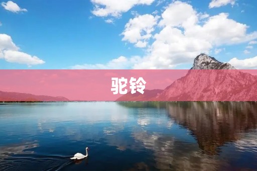 驼铃：沙漠之音的魅力