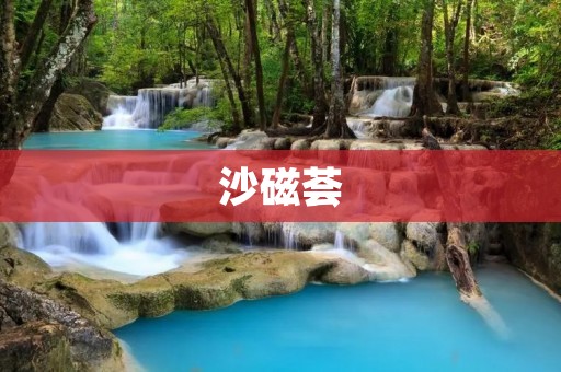 沙磁荟：探索磁性科技的未来