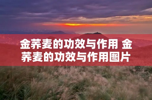 金荞麦的功效与作用 金荞麦的功效与作用图片