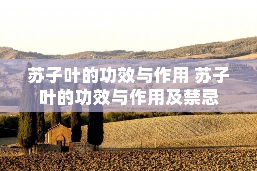 苏子叶的功效与作用 苏子叶的功效与作用及禁忌