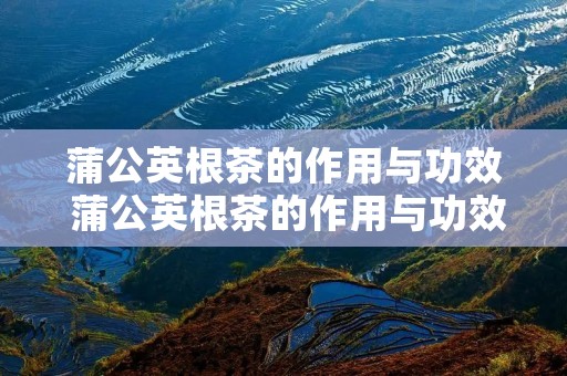 蒲公英根茶的作用与功效 蒲公英根茶的作用与功效视频