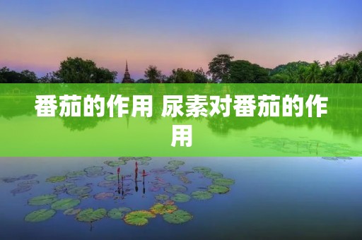 番茄的作用 尿素对番茄的作用