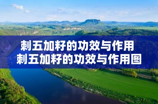 刺五加籽的功效与作用 刺五加籽的功效与作用图片