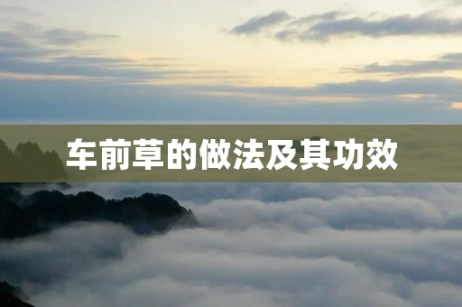 车前草的做法及其功效 车前草的做法及其功效