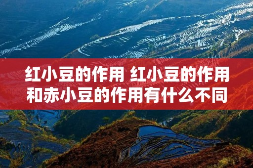 红小豆的作用 红小豆的作用和赤小豆的作用有什么不同