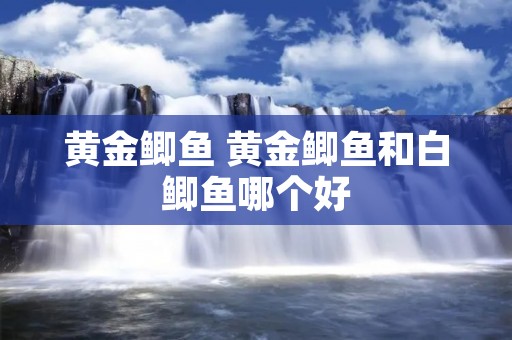 黄金鲫鱼 黄金鲫鱼和白鲫鱼哪个好