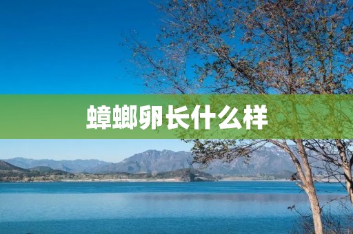 蟑螂卵长什么样 蟑螂卵长什么样
