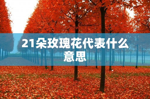 21朵玫瑰花代表什么意思