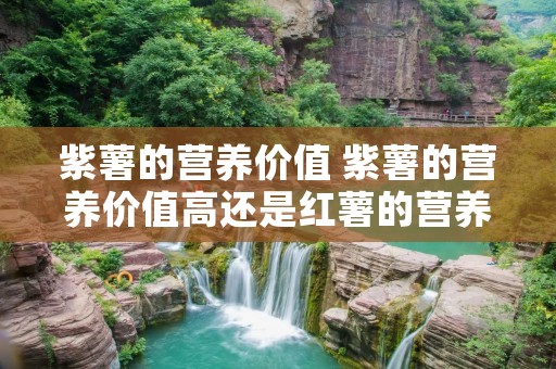 紫薯的营养价值 紫薯的营养价值高还是红薯的营养价值高