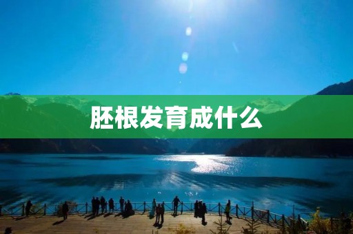 胚根发育成什么