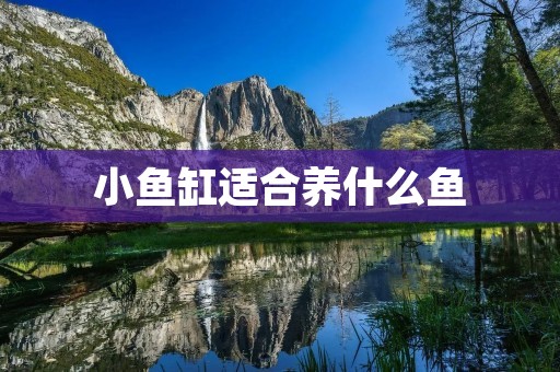 小鱼缸适合养什么鱼