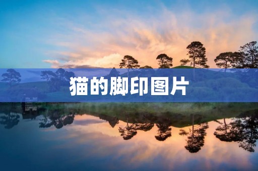 猫的脚印图片：探寻猫咪的足迹与奇妙世界