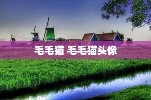 毛毛猫 毛毛猫头像