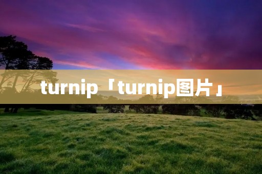 turnip「turnip图片」