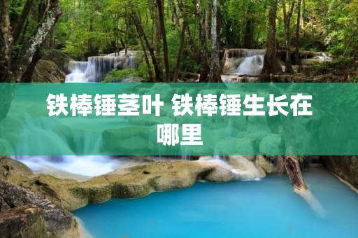 铁棒锤茎叶 铁棒锤生长在哪里 铁棒锤茎叶 铁棒锤生长在哪里