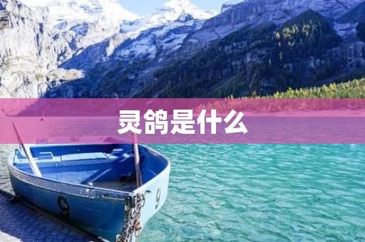 灵鸽是什么