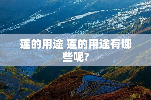 莲的用途 莲的用途有哪些呢? 莲的用途 莲的用途有哪些呢?