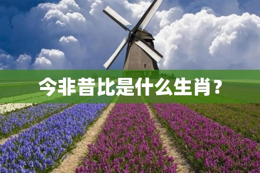 今非昔比是什么生肖? 今非昔比是什么生肖?