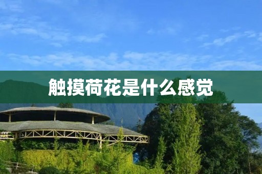 触摸荷花是什么感觉 触摸荷花是什么感觉