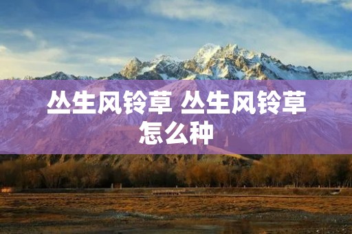 丛生风铃草 丛生风铃草怎么种 丛生风铃草 丛生风铃草怎么种
