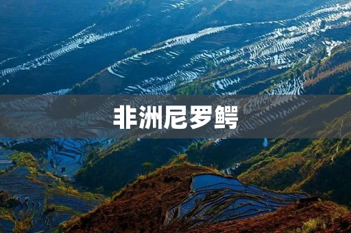 非洲尼罗鳄:神秘而威严的湿地霸主 非洲尼罗鳄:神秘而威严的湿地霸主