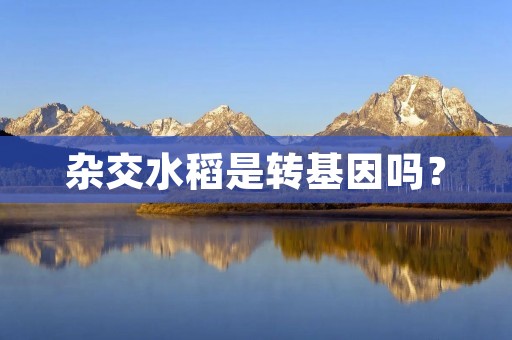 杂交水稻是转基因吗? 杂交水稻是转基因吗?