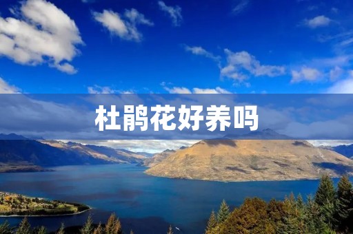 杜鹃花好养吗