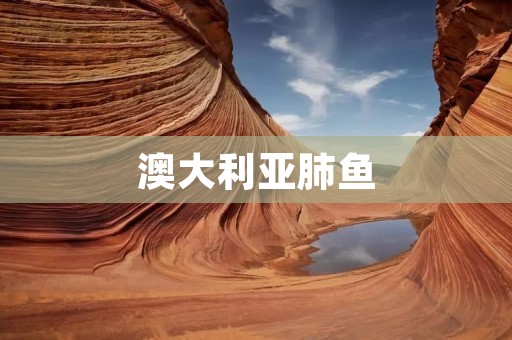 澳大利亚肺鱼:一种独特的淡水鱼类 澳大利亚肺鱼:一种独特的淡水鱼类