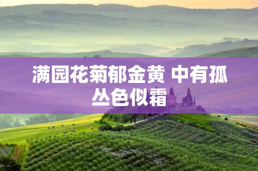 满园花菊郁金黄 中有孤丛色似霜：秋日花园的绚烂与寂寥