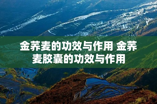 金荞麦的功效与作用 金荞麦胶囊的功效与作用