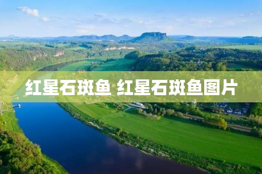 红星石斑鱼 红星石斑鱼图片