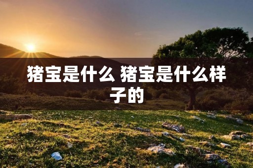 猪宝是什么 猪宝是什么样子的