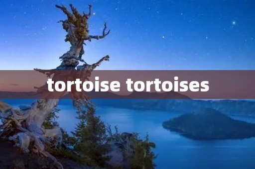 tortoise tortoises