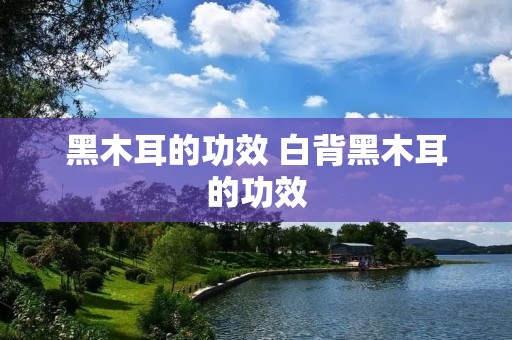 黑木耳的功效 白背黑木耳的功效
