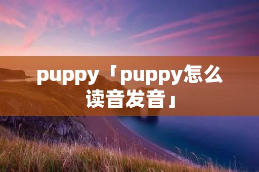 puppy「puppy怎么读音发音」