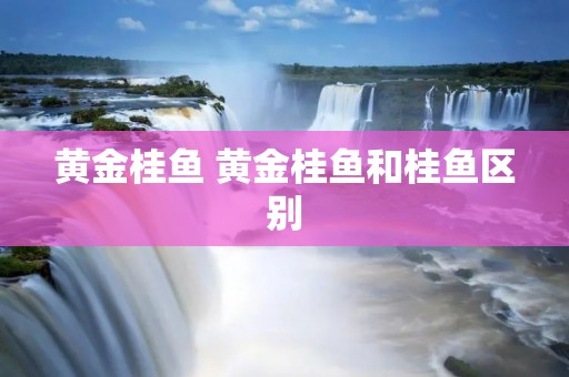 黄金桂鱼 黄金桂鱼和桂鱼区别
