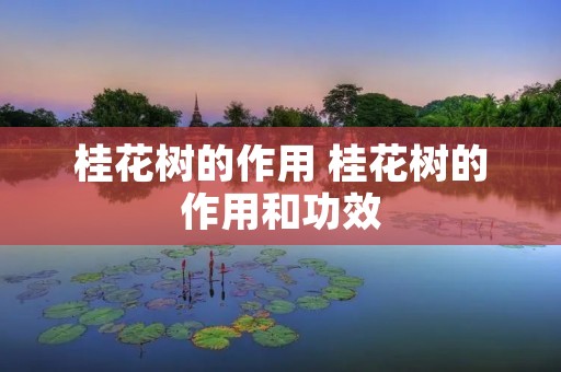 桂花树的作用 桂花树的作用和功效 桂花树的作用 桂花树的作用和功效