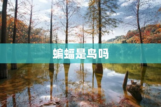 蝙蝠是鸟吗