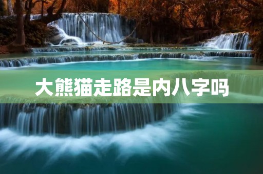 大熊猫走路是内八字吗 大熊猫走路是内八字吗