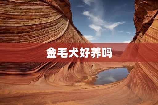 金毛犬好养吗