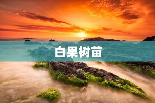 白果树苗:从栽培到管理的详细指南 白果树苗:从栽培到管理的详细指南
