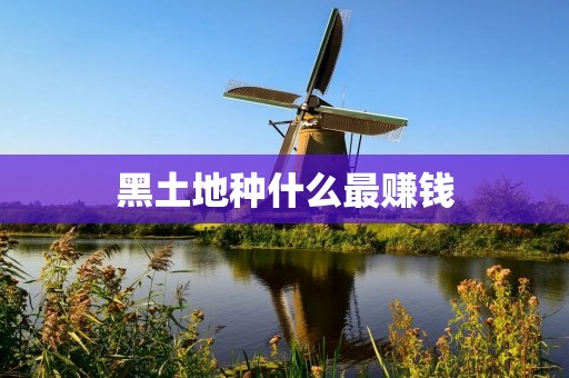 黑土地种什么最赚钱 黑土地种什么最赚钱
