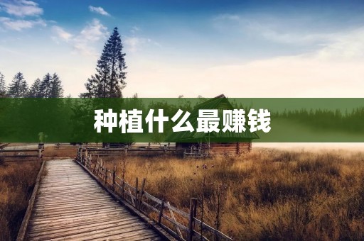 种植什么最赚钱