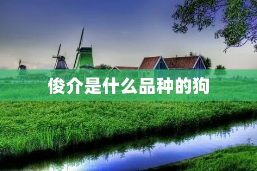 俊介是什么品种的狗 俊介是什么品种的狗