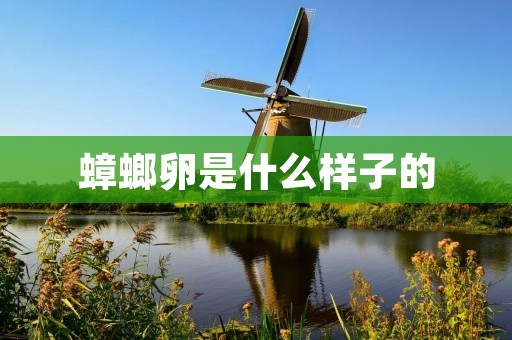 蟑螂卵是什么样子的