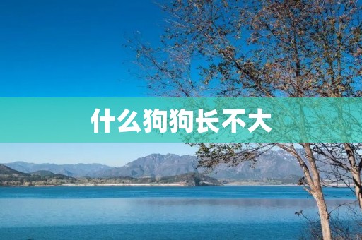 什么狗狗长不大